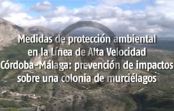 LAV Crdoba-Mlaga. Medidas de proteccin ambiental sobre una colonia de murcilagos